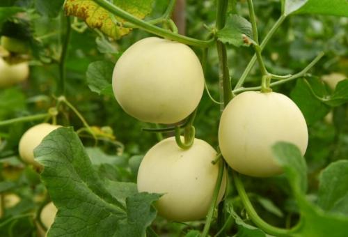 無土栽培，無土栽培技術，無土栽培設備