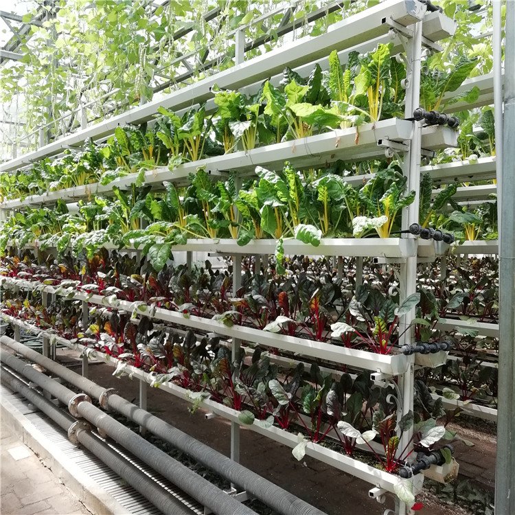 無土栽培,無土栽培技術,無土栽培設備