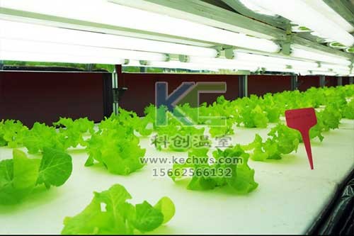 無(wú)土栽培，無(wú)土栽培技術(shù)，無(wú)土栽培設(shè)備