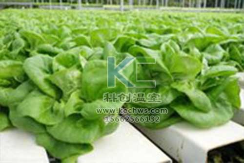 無(wú)土栽培，無(wú)土栽培技術(shù)，無(wú)土栽培設(shè)備