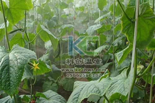 無土栽培，無土栽培技術，無土栽培設備