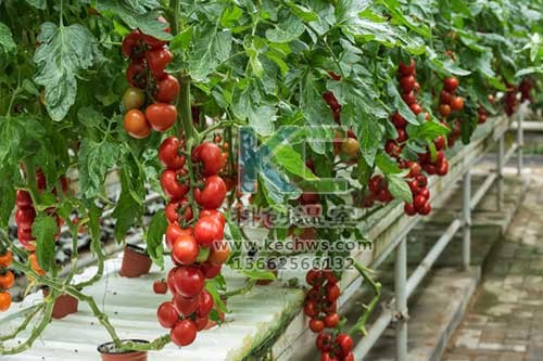 無土栽培，無土栽培技術(shù)，無土栽培設(shè)備