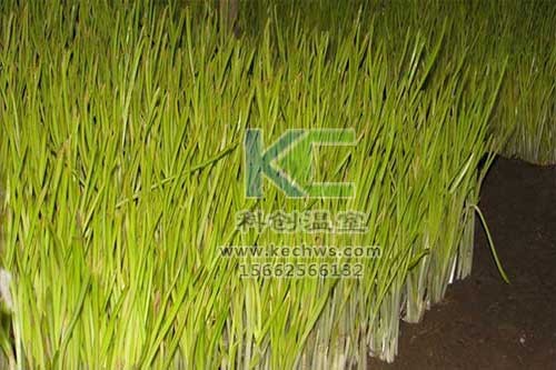 無(wú)土栽培，無(wú)土栽培技術(shù)，無(wú)土栽培設(shè)備