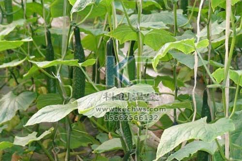 無土栽培，無土栽培技術，無土栽培設備