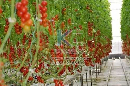 無土栽培，無土栽培技術(shù)，無土栽培設(shè)備