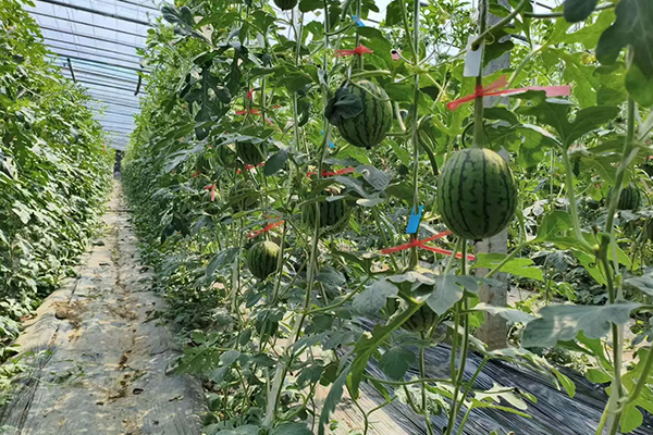 無(wú)土栽培，無(wú)土栽培技術(shù)，無(wú)土栽培設(shè)備