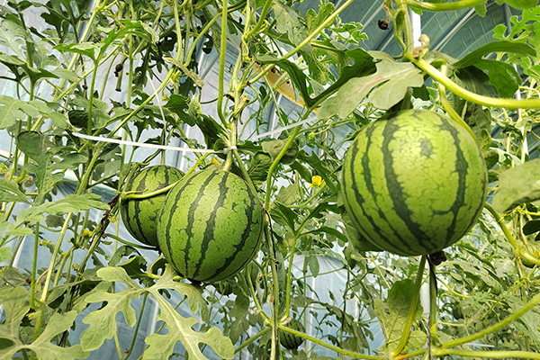 無(wú)土栽培，無(wú)土栽培技術(shù)，無(wú)土栽培設(shè)備