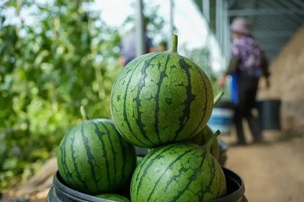 無(wú)土栽培，無(wú)土栽培技術(shù)，無(wú)土栽培設(shè)備