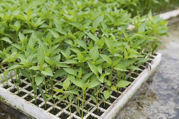 無土栽培，無土栽培技術，無土栽培設備