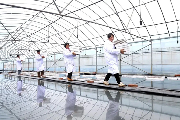 無土栽培，無土栽培技術，無土栽培設備