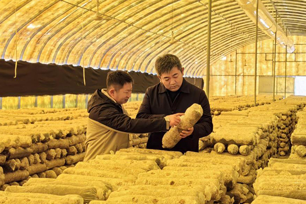 無土栽培，無土栽培技術，無土栽培設備